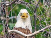 Bald Eagle portrait 