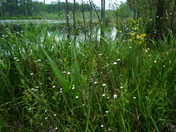 Carolina Sandhills National Wildlife Refuge