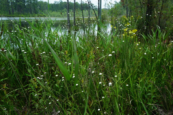Carolina Sandhills National Wildlife Refuge