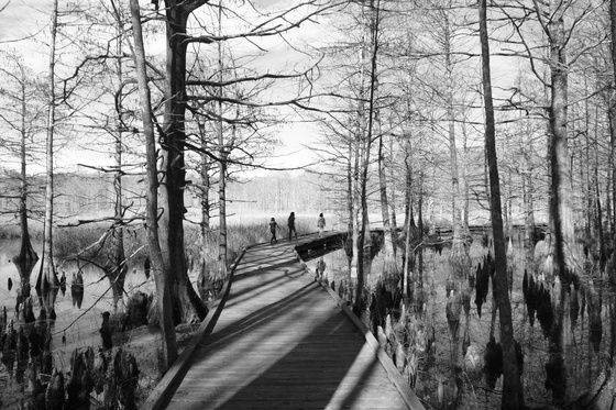 Lake Mattamuskeet N.W.R