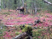 BLM Campbell Tract