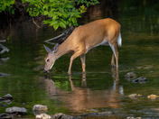 Peaceful early morning