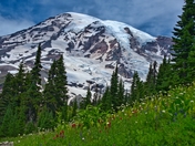 Mt. Rainier National Park