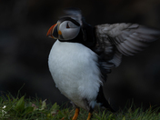 Blurred Focus