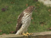 Hawk