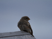 Young fledging Lapland Longspur
