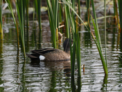 Horicon NWR