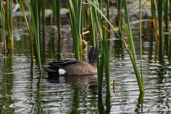 Horicon NWR