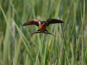 Horicon NWR