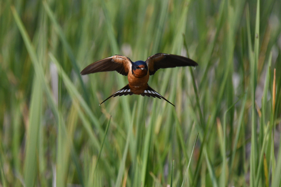 Horicon NWR