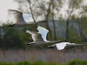 Horicon NWR