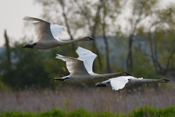 Horicon NWR