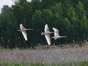 Horicon NWR