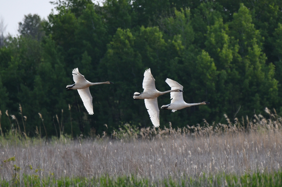 Horicon NWR