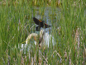 Horicon NWR