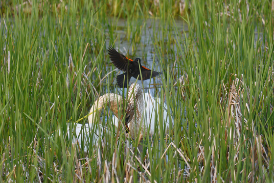 Horicon NWR