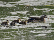 Horicon NWR