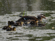 Horicon NWR
