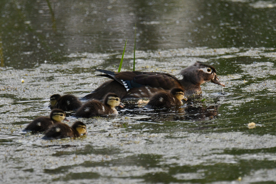 Horicon NWR