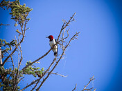 Red-headed Woodpecker
