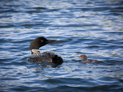 Loon and her lone chick