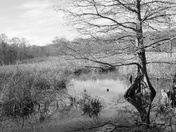 Lake Mattamuskeet National Wildlife Refuge