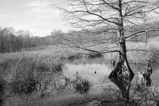 Lake Mattamuskeet National Wildlife Refuge