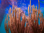 Dry Tortugas National Park