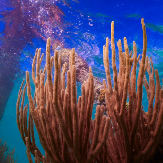 Dry Tortugas National Park