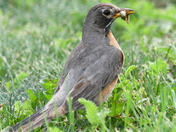 American Robin
