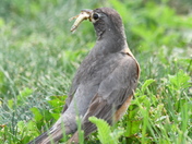 Robin with grasshopper