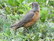 Robin with food