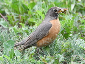 Robin Red Breast
