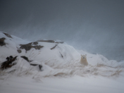 Polar Bear Dreamscape