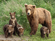 Katmai National Park And Preserve