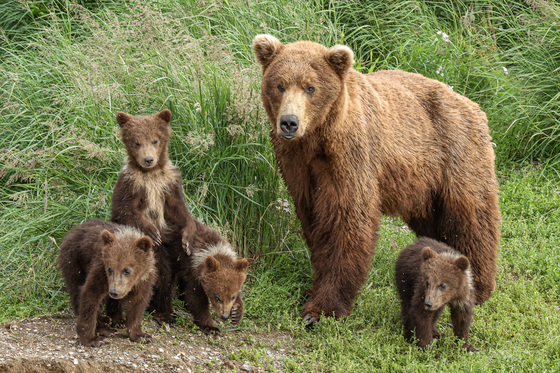 Katmai National Park And Preserve