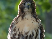Red-tailed Hawk on a Fence