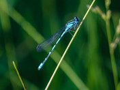 Blue Damselfly
