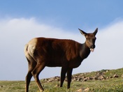 Rocky Mountain National Park