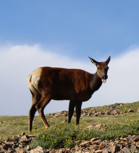 Rocky Mountain National Park