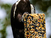 Pileated Woody