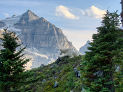 Mountain Goat at Mount Whyte...