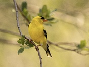 Male goldfinch