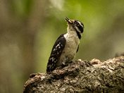 Young downy woodpecker