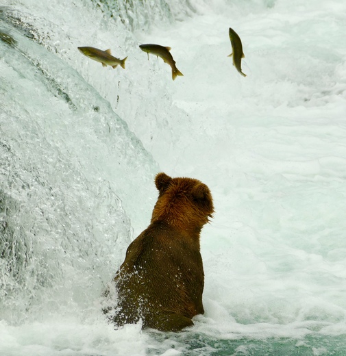 Katmai National Park