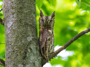 Mother Eastern Screech Owl