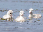 Trumpeter cygnets