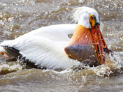 Pelican Fishing 1