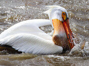 Pelican 2
