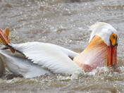 Pelican 3